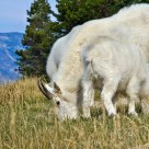 Mountain Goats